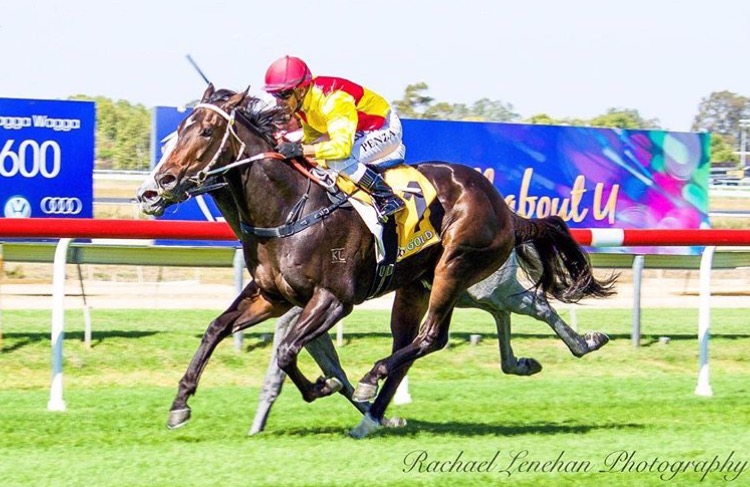 Kooringal bred horses reign supreme at Wagga | Kooringal Stud